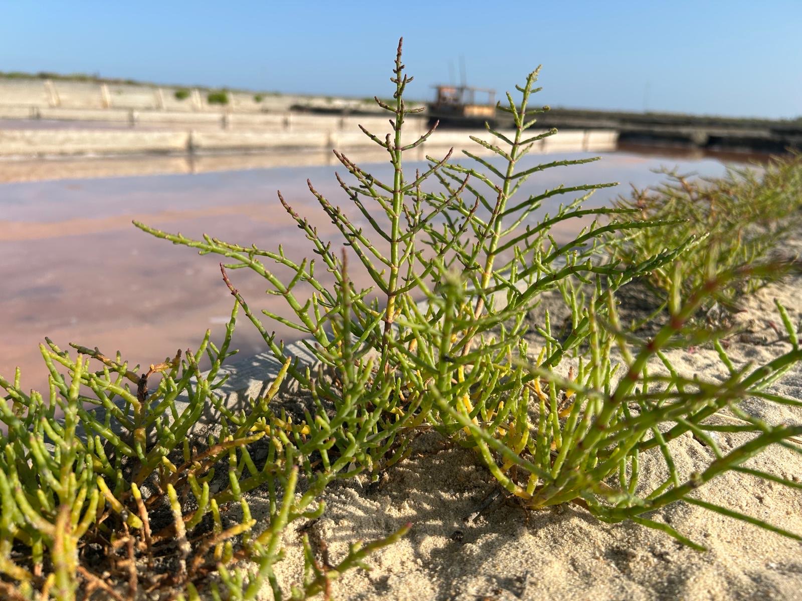 Salicornia